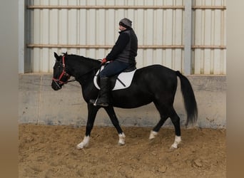 Pozostałe rasy, Klacz, 8 lat, 148 cm, Kara