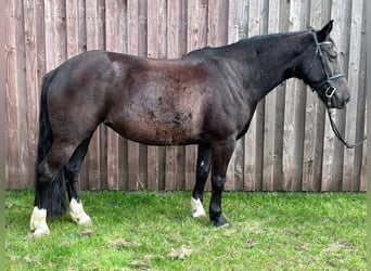 Pozostałe rasy, Klacz, 8 lat, 150 cm, Skarogniada