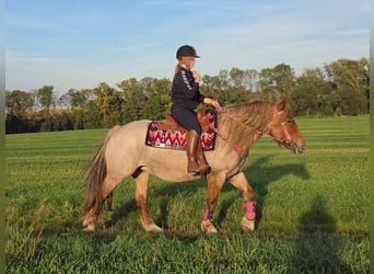 Pozostałe rasy Mix, Klacz, 8 lat, 153 cm, Kasztanowatodereszowata