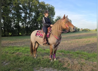 Pozostałe rasy Mix, Klacz, 8 lat, 153 cm, Kasztanowatodereszowata