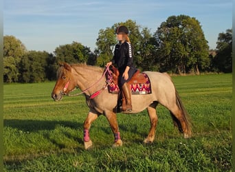 Pozostałe rasy Mix, Klacz, 8 lat, 153 cm, Kasztanowatodereszowata