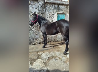 Pozostałe rasy, Klacz, 8 lat, 155 cm, Kara