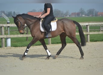 Pozostałe rasy, Klacz, 8 lat, 160 cm, Gniada