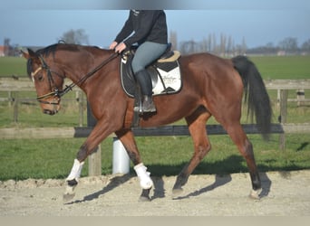 Pozostałe rasy, Klacz, 8 lat, 165 cm, Gniada