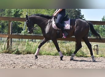 Pozostałe rasy, Klacz, 8 lat, 165 cm, Kara