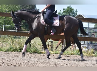 Pozostałe rasy, Klacz, 8 lat, 165 cm, Kara