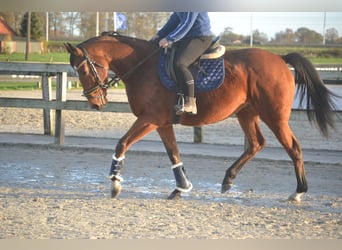 Pozostałe rasy, Klacz, 8 lat, 165 cm