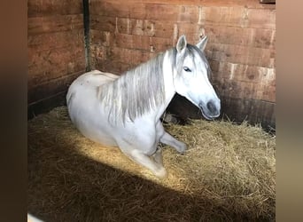 Pozostałe rasy Mix, Klacz, 8 lat, 165 cm, Siwa