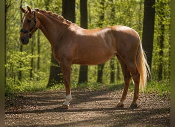 Pozostałe rasy, Klacz, 8 lat, 168 cm, Izabelowata