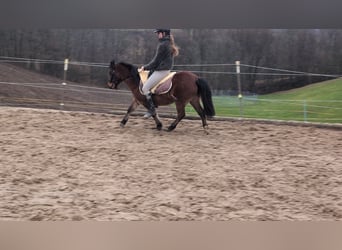 Pozostałe rasy, Klacz, 9 lat, 116 cm, Gniada