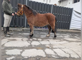 Pozostałe rasy, Klacz, 9 lat, 116 cm, Gniada