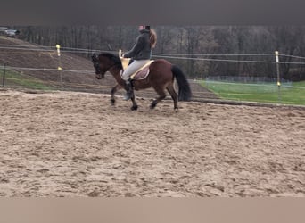 Pozostałe rasy, Klacz, 9 lat, 116 cm, Gniada