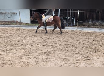 Pozostałe rasy, Klacz, 9 lat, 116 cm, Gniada