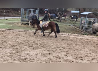 Pozostałe rasy, Klacz, 9 lat, 116 cm, Gniada