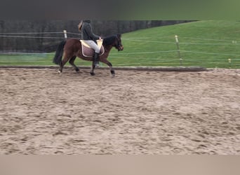 Pozostałe rasy, Klacz, 9 lat, 116 cm, Gniada