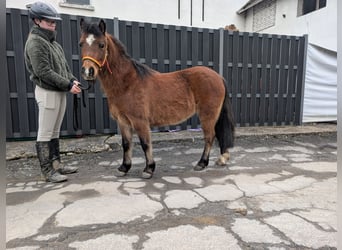 Pozostałe rasy, Klacz, 9 lat, 116 cm, Gniada