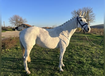 Pozostałe rasy, Klacz, 9 lat, 146 cm, Siwa