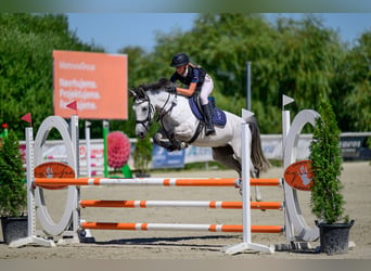 Pozostałe rasy Mix, Klacz, 9 lat, 147 cm, Siwa