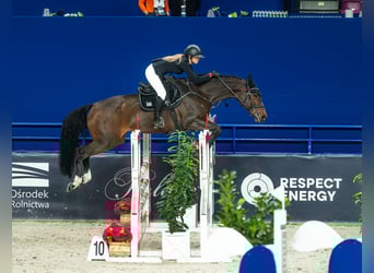 Pozostałe rasy, Klacz, 9 lat, 167 cm, Gniada