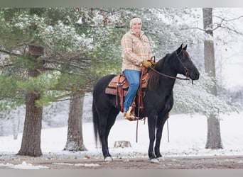 Pozostałe rasy, Klacz, 9 lat, Kara