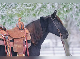 Pozostałe rasy, Klacz, 9 lat, Kara