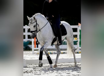 Pozostałe rasy, Ogier, 12 lat, 158 cm, Siwa