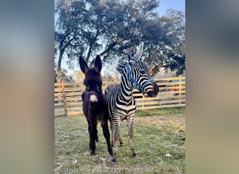 Pozostałe rasy, Ogier, 1 Rok, 102 cm