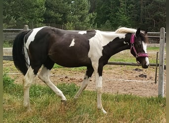 Pozostałe rasy, Ogier, 1 Rok, Srokata