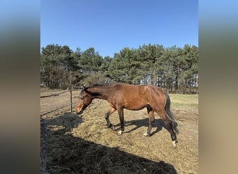 Pozostałe rasy, Ogier, 2 lat, 150 cm, Gniada