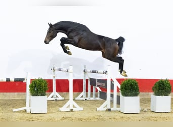 Pozostałe rasy, Ogier, 2 lat, 160 cm, Ciemnogniada