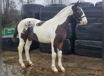 Pozostałe rasy Mix, Ogier, 2 lat, 168 cm, Srokata