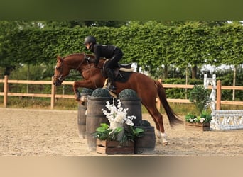 Pozostałe rasy, Ogier, 3 lat, 146 cm, Kasztanowata