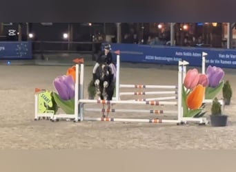 Pozostałe rasy, Ogier, 3 lat, 147 cm
