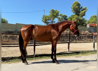 Pozostałe rasy, Ogier, 3 lat, 148 cm, Gniada