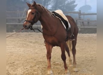 Pozostałe rasy Mix, Ogier, 3 lat, 160 cm, Ciemnokasztanowata