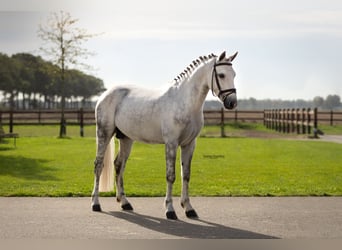 Pozostałe rasy, Ogier, 4 lat, 144 cm