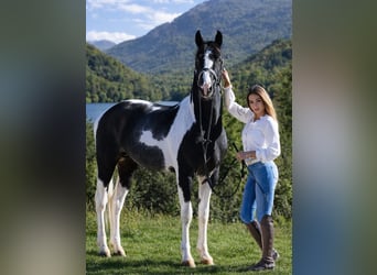 Pozostałe rasy, Ogier, 4 lat, 170 cm, Srokata