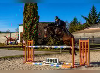 Pozostałe rasy, Ogier, 6 lat, 165 cm, Ciemnogniada