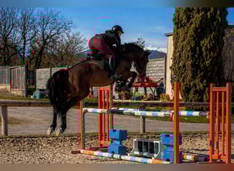 Pozostałe rasy, Ogier, 6 lat, 165 cm, Ciemnogniada