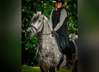Pozostałe rasy, Ogier, 8 lat, 157 cm, Karosiwa