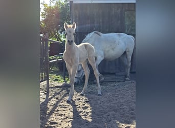 Pozostałe rasy Mix, Ogier, Źrebak (05/2025), Bułana