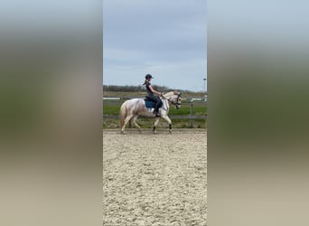 Pozostałe rasy Mix, Wałach, 10 lat, 146 cm, Srokata