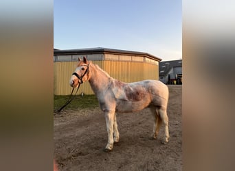 Pozostałe rasy Mix, Wałach, 10 lat, 146 cm, Srokata