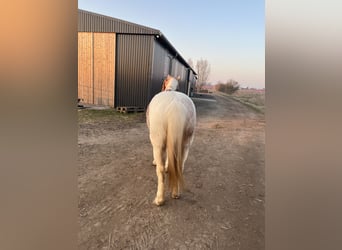 Pozostałe rasy Mix, Wałach, 10 lat, 146 cm, Srokata