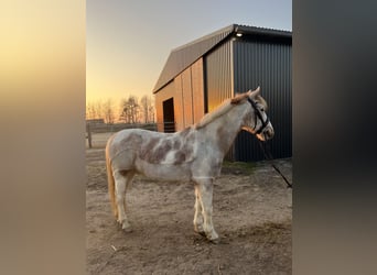 Pozostałe rasy Mix, Wałach, 10 lat, 146 cm, Srokata
