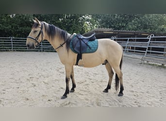 Pozostałe rasy, Wałach, 10 lat, 150 cm, Bułana
