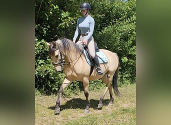 Pozostałe rasy, Wałach, 10 lat, 150 cm, Bułana