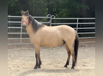 Pozostałe rasy, Wałach, 10 lat, 150 cm, Bułana