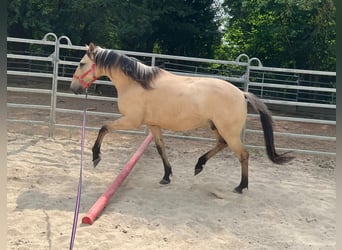 Pozostałe rasy, Wałach, 10 lat, 150 cm, Bułana