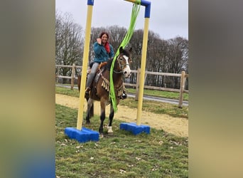 Pozostałe rasy Mix, Wałach, 10 lat, 152 cm, Gniada